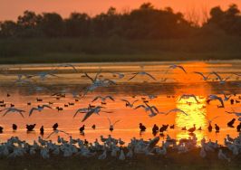 КРУИЗ ПО ДЕЛТАТА НА ДУНАВ - КОНСТАНЦА – МАМАЯ - ТУЛЧА