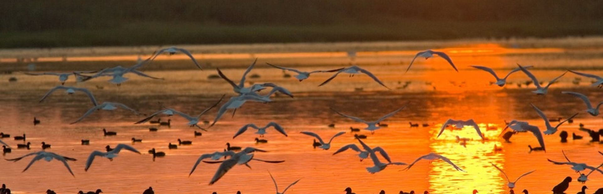 КРУИЗ ПО ДЕЛТАТА НА ДУНАВ КОНСТАНЦА – МАМАЯ - ТУЛЧА