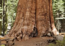 ЕКОПЪТЕКА „ПАРК ЧИНАРИТЕ“ – БЕЛАЩЕНСКИ МАНАСТИР „СВЕТИ ГЕОРГИ“ – МУЗЕЙ НА АВИАЦИЯТА - ПЛОВДИВ